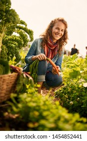 Friendly Woman Harvesting Fresh Vegetables From The Rooftop Greenhouse Garden