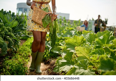 Friendly Woman Harvesting Fresh Vegetables From The Rooftop Greenhouse Garden