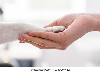 Friendly woman holding dogs legs in hands. Veterinary clinic concept. Services of a doctor for animals, health and treatment of pets