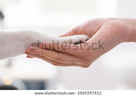 Friendly woman holding dogs legs in hands. Veterinary clinic concept. Services of a doctor for animals, health and treatment of pets