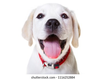 A Friendly Yellow Lab Puppy With A Red Collar