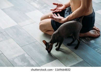 Friendly Yoga Training Companion. Sphynx Cat And His Owner Relaxing Together After Gym Workout. Physical Exercises For Fit And Strong Male Body.