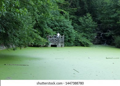 Imagenes Fotos De Stock Y Vectores Sobre Float Algae Shutterstock