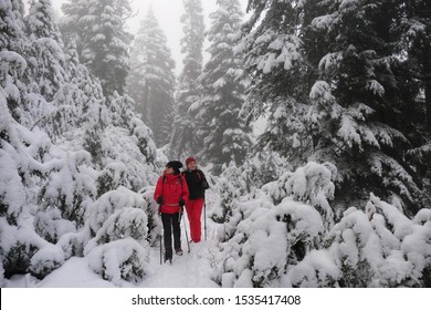 Friends Hiking Snowshoeing In Winter Forest Among Trees Covered With Fresh Snow. Winter Sports. Active Women In Mountains. Seymour Provincial Park. North Vancouver. British Columbia. Canada.