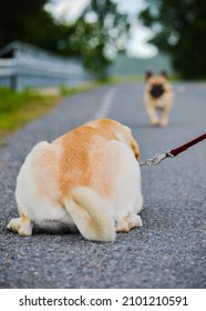 Friends Meet Again, Happy Dogs