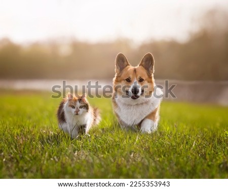 friends pets a cat and a corgi dog walk on the green grass in a sunny spring meadow