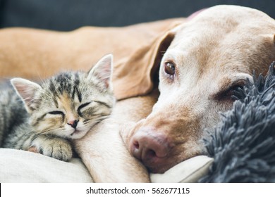 Friends together - Shutterstock ID 562677115