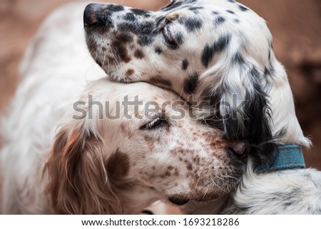 A friendship between adorable english setters.