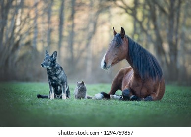 Friendship between different animals. A cat, a horse and a dog. 