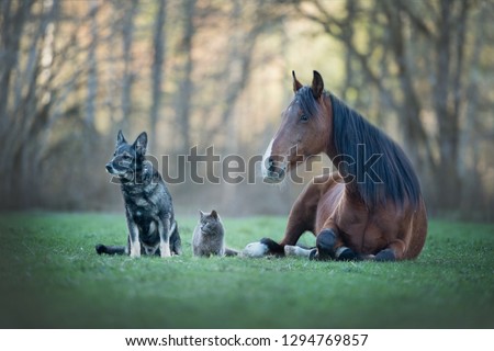 Friendship between different animals. A cat, a horse and a dog. 