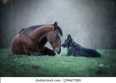 Friendship between a dog and a horse. 