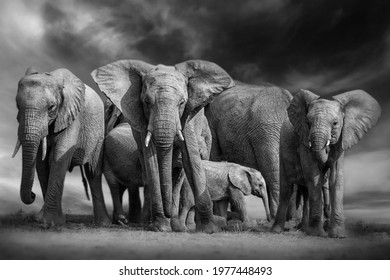 The friendship between a herd of Elephants, family, and love.