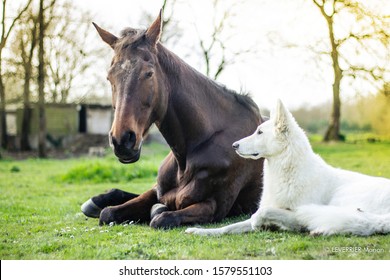 Friendship between a horse and a dog