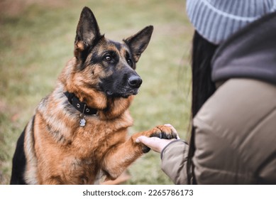 friendship between man and dog german shepherd - Powered by Shutterstock