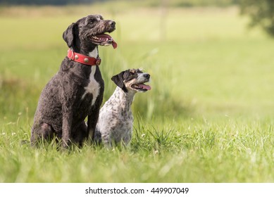 Fotos Imagenes Y Otros Productos Fotograficos De Stock Sobre Dog