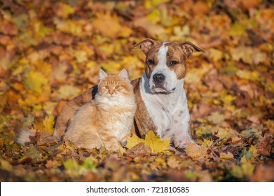 Friendship Of Cat And Dog In Autumn