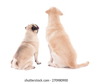 Dog Back View Images Stock Photos Vectors Shutterstock