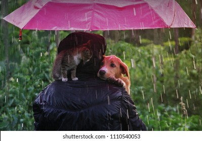 Friendship Of A Human With A Cat And A Dog. A Kitten And A Puppy Are Sitting Hiding From The Rain Under An Umbrella