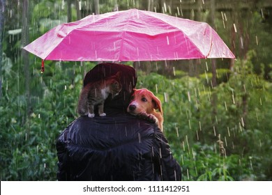 Friendship Of A Human With A Cat And A Dog. A Kitten And A Puppy Are Sitting Hiding From The Rain Under An Umbrella. Man Shelters From Heavy Rain With His Cat And Dog