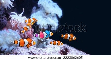 Friendship and tolerance concept. To be yourself, to be unique. A flock of ordinary clownfish and one colorful fish. Horizontal banner with fish and sea anemone on black background
