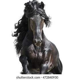 Friesian black horse, isolated on the white