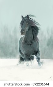 Friesian black stallion running in winter landscape.