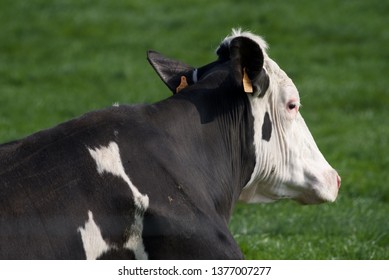 Friesian Cow  (Bos Taurus): A Single Holstein Cow Sitting In The Sun 