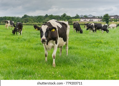 Friesian Cows Grazing In A Green Field, During Summer In Ireland.