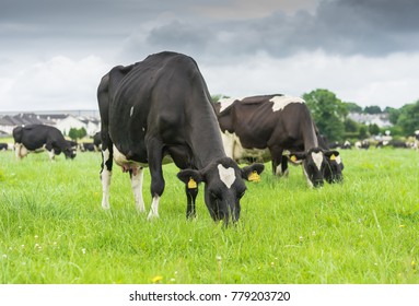 Friesian Cows Grazing In A Green Field, During Summer In Ireland.