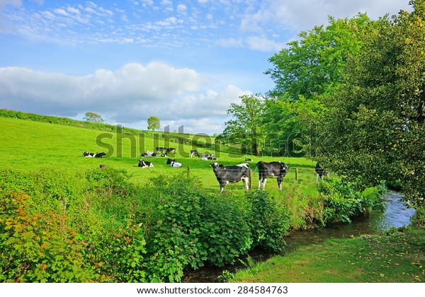 Friesian Cows Grazing Peacefully Meadow Near Stock Photo (Edit Now ...