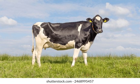 A Friesian Holstein cow stands in a Dutch meadow, yellow ear tags,  green grass and blue sky - Powered by Shutterstock