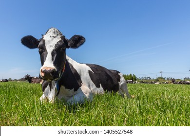 Friesian holstein dairy cow lying on green grass.