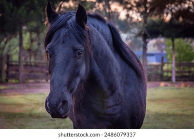 Friesian Horse close up in field - Powered by Shutterstock