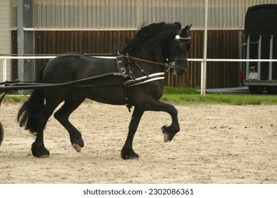 Friesian horse in front of carriage