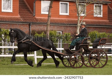 Friesian horse in front of carriage