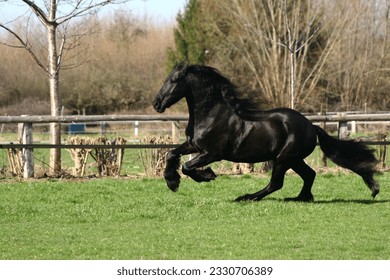 Friesian horse galloping on meadow
