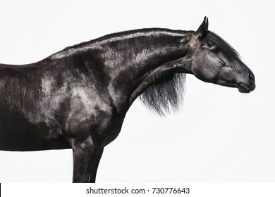 Friesian horse isolated on white