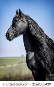 Friesian Horse With Long Mane