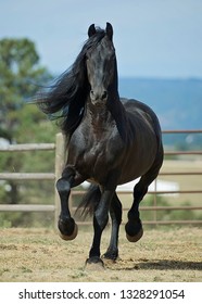 Friesian Horse Trot