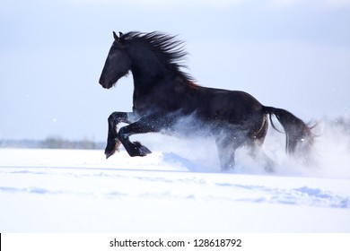 Friesian Horse at winter