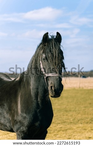 Friesian horse.Black horse walks in the field.Home ranch.Love for horses.Domestic horse.Black stallion.Beautiful stallion.Black wool.Faithful horse.
Black animal.
Beautiful animal.
big hoss