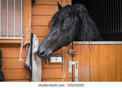 Friesian Stallion Head Looking Out Of His Stable