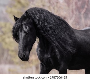 Friesian Stallion With A Long Mane Runs Free