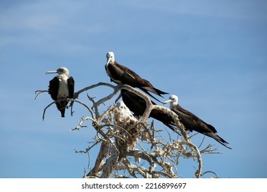 Frigate Bird Colony On Isla Espiritu Santo, Baja California, Mexico