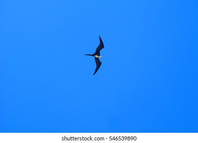 Frigate Bird In Flight