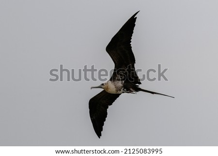 Frigate bird flying in blue sky. Large seabird.