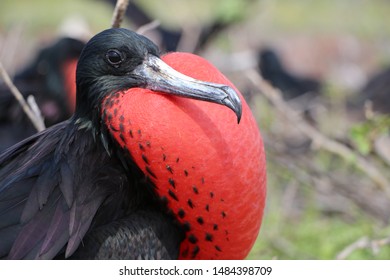 Frigate Bird In The Galapagos Islands