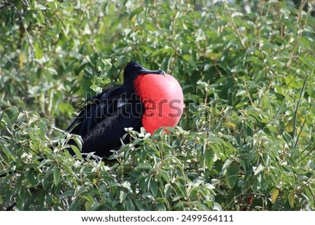Frigate Bird in The Galapagos in a tree