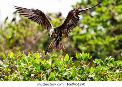 Frigate Bird Frigate Bird Landing On Her Nest Frigate Bird Wildlife Wing Canopi Brown Animal Tree Canopy Female Toward Flight Wild Camera Large Flying Wilderness Shot Top Dock Fauna Huge Tan Soaring T