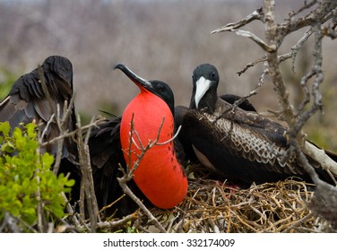 Frigate Bird On A Nest With Goiter Scarlet. Galapagos Islands. An Excellent Illustration. South America.